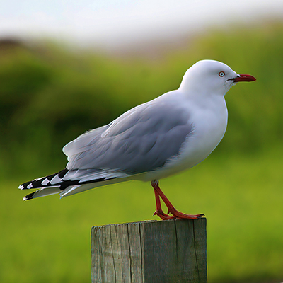 Seagull on post sq400