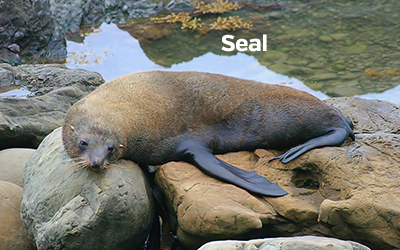 Seal 400x251
