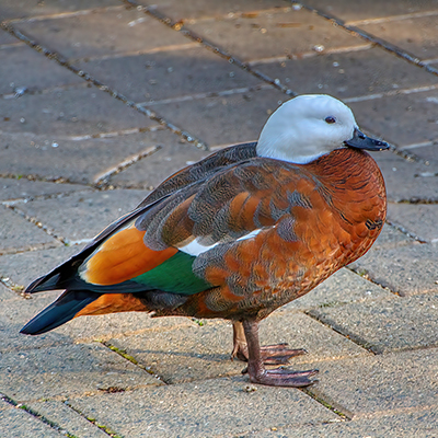Shelduck Hagley Park Walkway Christchurch Svartcom