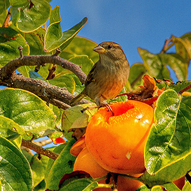 Sparrow Persimon Sq