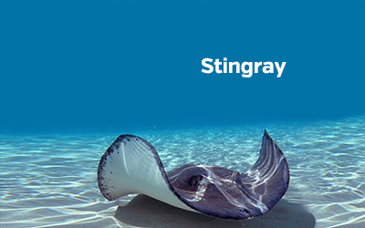 Stingray 400x251