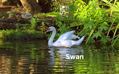 Swan 400x251