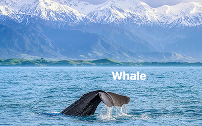 Whale 400x251