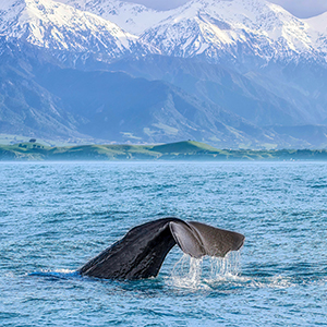Whale Kaikoura Canterbury Miles Holden Sq300