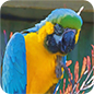 Willowbank Wildlife Reserve 86