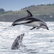Dolphin Encounter Sq 301