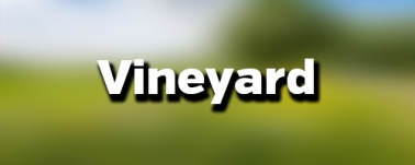 Vineyard Gisborne Farmers Market