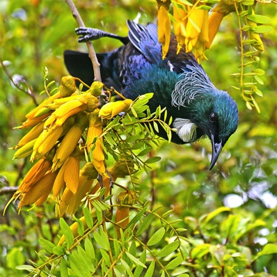 TUI 600sq